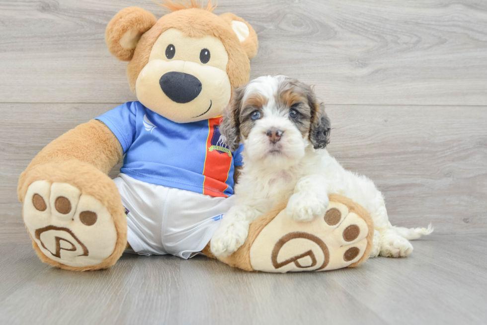 Best Cockapoo Baby