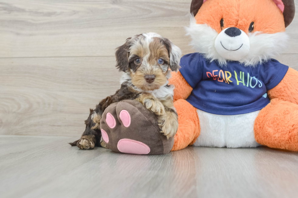 5 week old Cockapoo Puppy For Sale - Seaside Pups