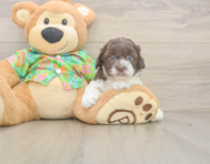 5 week old Cockapoo Puppy For Sale - Seaside Pups