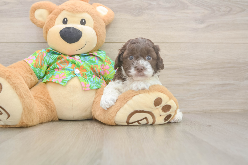 5 week old Cockapoo Puppy For Sale - Seaside Pups