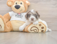6 week old Cockapoo Puppy For Sale - Seaside Pups