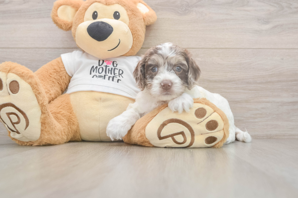 5 week old Cockapoo Puppy For Sale - Seaside Pups