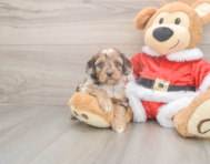 6 week old Cockapoo Puppy For Sale - Seaside Pups