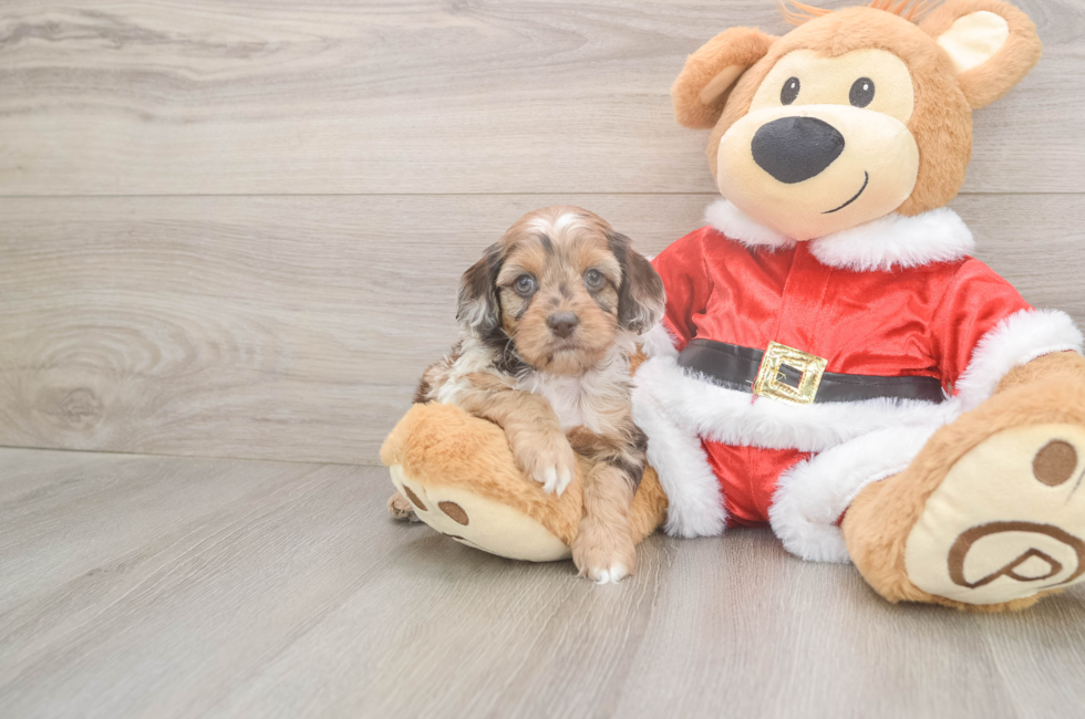 5 week old Cockapoo Puppy For Sale - Seaside Pups