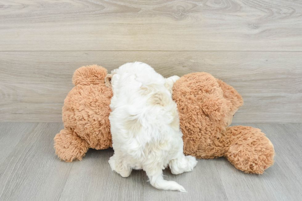 Happy Cockapoo Baby