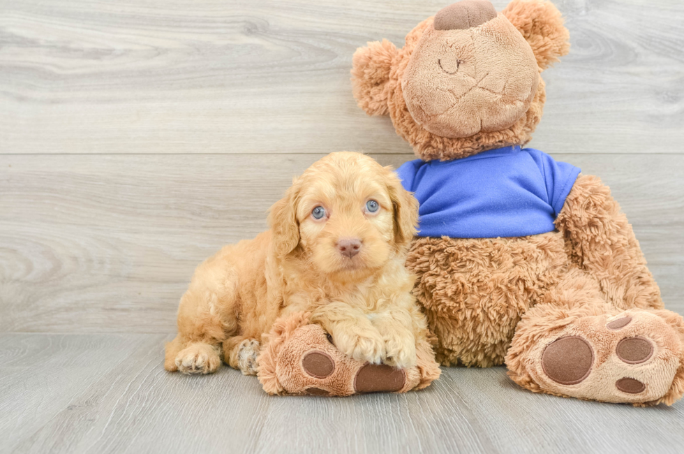 6 week old Cockapoo Puppy For Sale - Seaside Pups