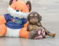 7 week old Cockapoo Puppy For Sale - Seaside Pups