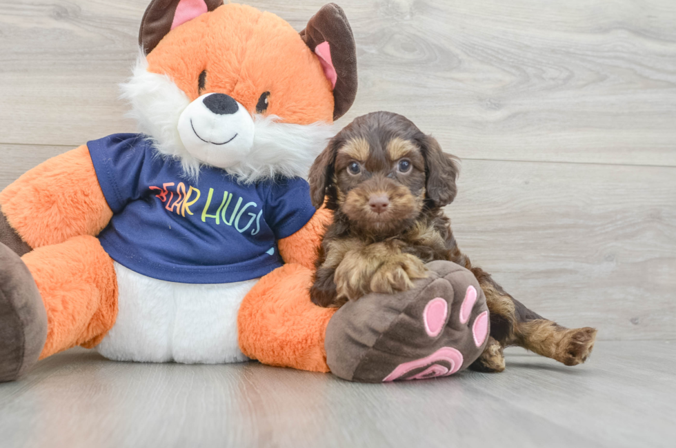 5 week old Cockapoo Puppy For Sale - Seaside Pups