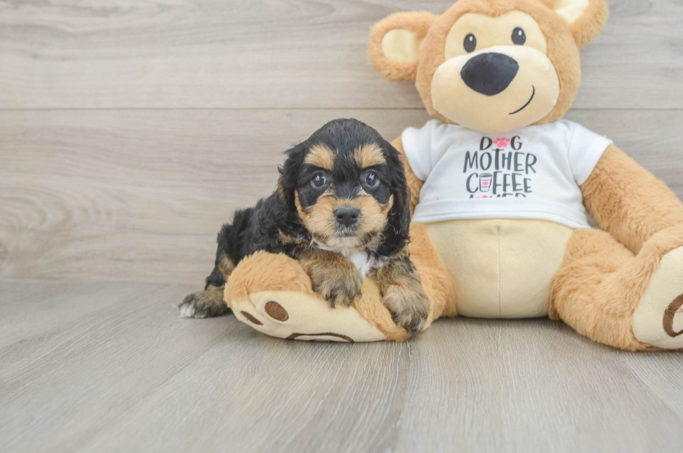 5 week old Cockapoo Puppy For Sale - Seaside Pups