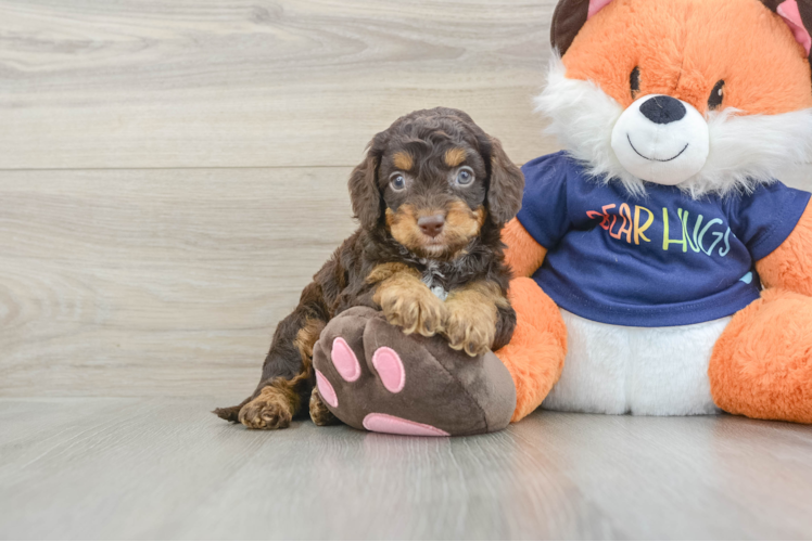 Happy Cockapoo Baby