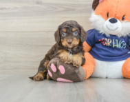 8 week old Cockapoo Puppy For Sale - Seaside Pups