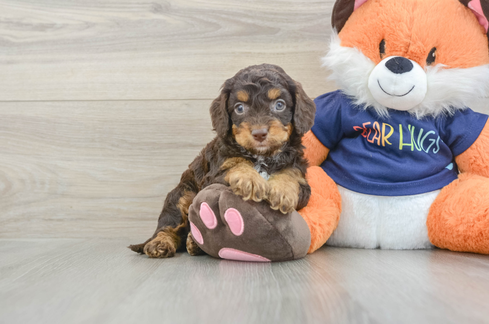 5 week old Cockapoo Puppy For Sale - Seaside Pups