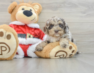 6 week old Cockapoo Puppy For Sale - Seaside Pups