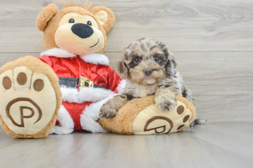 6 week old Cockapoo Puppy For Sale - Seaside Pups