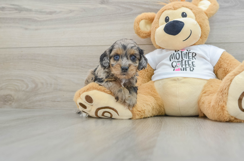 7 week old Cockapoo Puppy For Sale - Seaside Pups