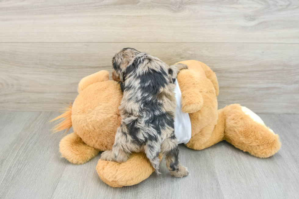 Best Cockapoo Baby