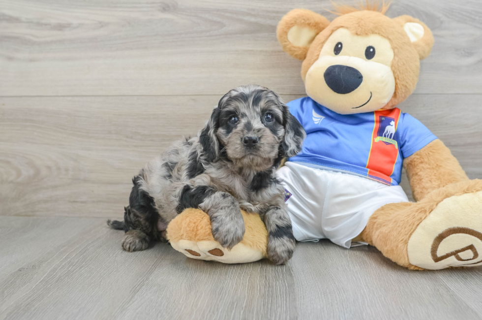 5 week old Cockapoo Puppy For Sale - Seaside Pups