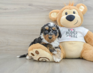 8 week old Cockapoo Puppy For Sale - Seaside Pups