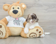 8 week old Cockapoo Puppy For Sale - Seaside Pups