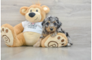 Cockapoo Pup Being Cute