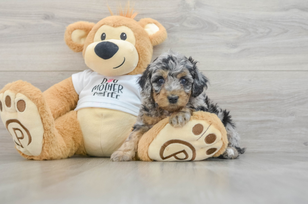 5 week old Cockapoo Puppy For Sale - Seaside Pups