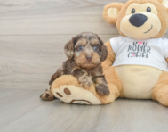 7 week old Cockapoo Puppy For Sale - Seaside Pups