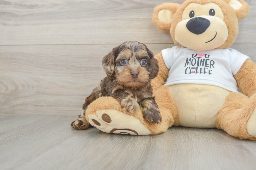 5 week old Cockapoo Puppy For Sale - Seaside Pups