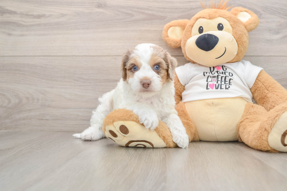 Little Cocker Doodle Poodle Mix Puppy