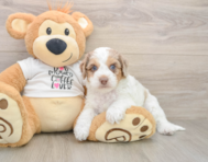 6 week old Cockapoo Puppy For Sale - Seaside Pups