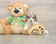 5 week old Cockapoo Puppy For Sale - Seaside Pups