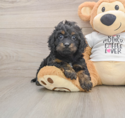 5 week old Cockapoo Puppy For Sale - Seaside Pups
