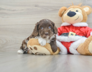 6 week old Cockapoo Puppy For Sale - Seaside Pups