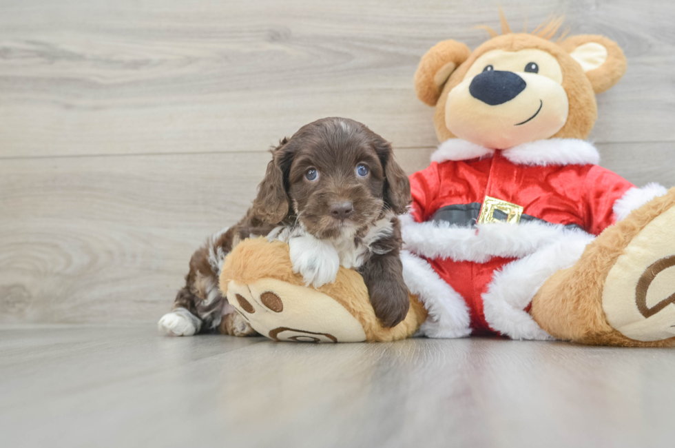 6 week old Cockapoo Puppy For Sale - Seaside Pups