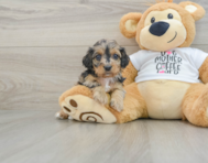 7 week old Cockapoo Puppy For Sale - Seaside Pups