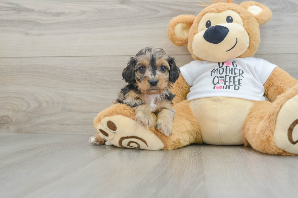 7 week old Cockapoo Puppy For Sale - Seaside Pups