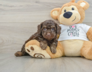 8 week old Cockapoo Puppy For Sale - Seaside Pups