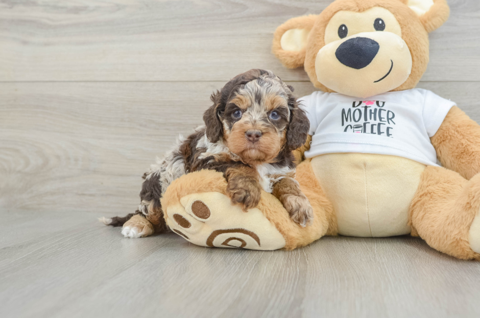 5 week old Cockapoo Puppy For Sale - Seaside Pups