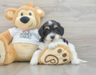 7 week old Cockapoo Puppy For Sale - Seaside Pups