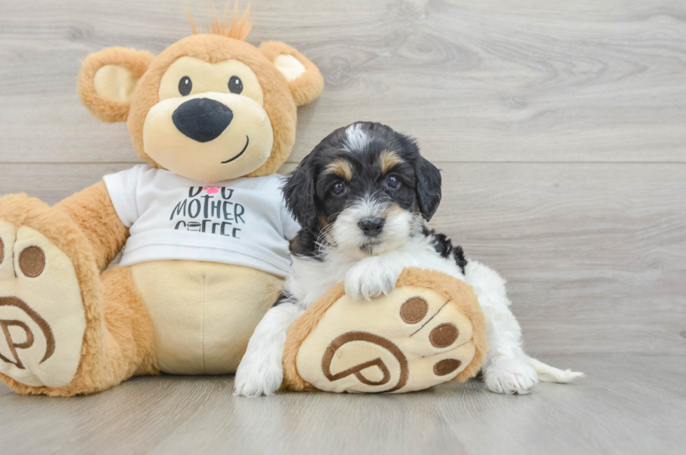 5 week old Cockapoo Puppy For Sale - Seaside Pups