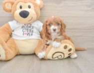 7 week old Cockapoo Puppy For Sale - Seaside Pups
