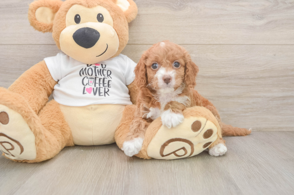 6 week old Cockapoo Puppy For Sale - Seaside Pups