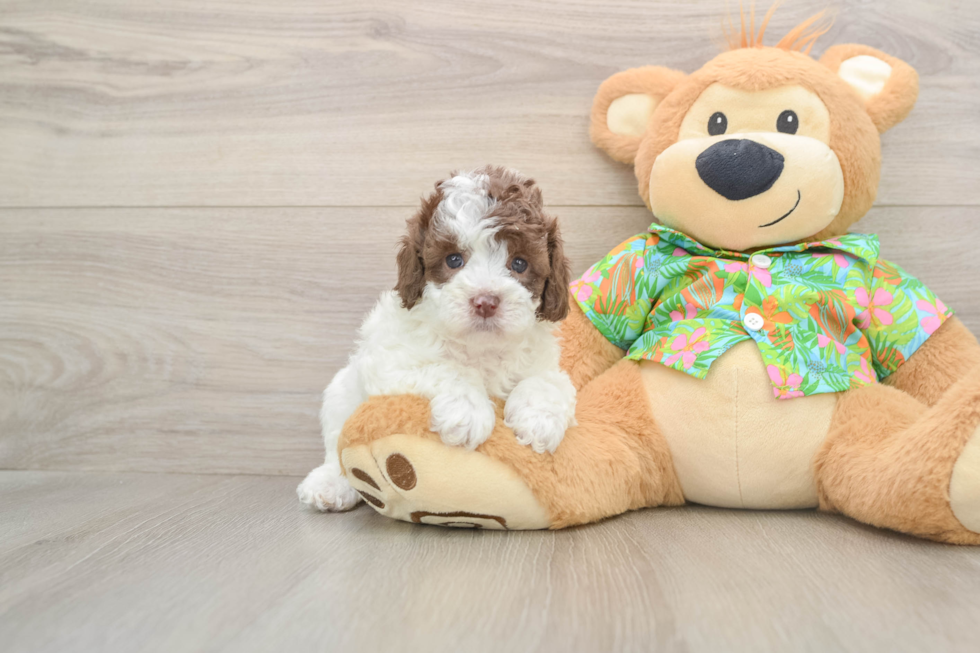 Best Cockapoo Baby