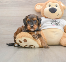 8 week old Cockapoo Puppy For Sale - Seaside Pups