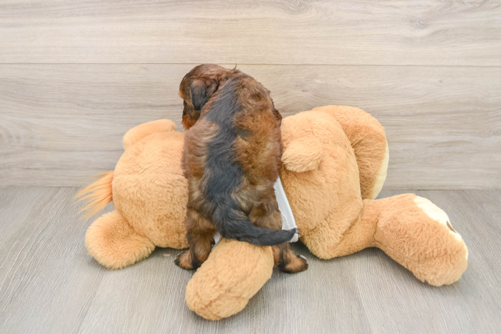 Friendly Cockapoo Baby