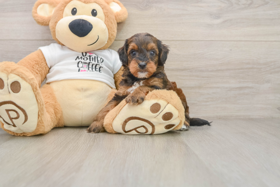 Happy Cockapoo Baby