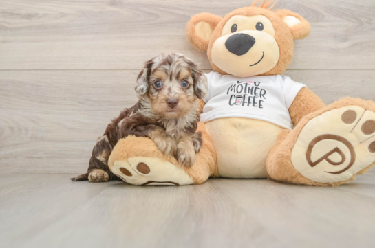 Funny Cockapoo Poodle Mix Pup