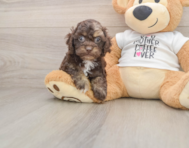 7 week old Cockapoo Puppy For Sale - Seaside Pups
