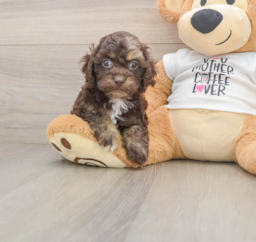 6 week old Cockapoo Puppy For Sale - Seaside Pups