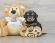 7 week old Cockapoo Puppy For Sale - Seaside Pups