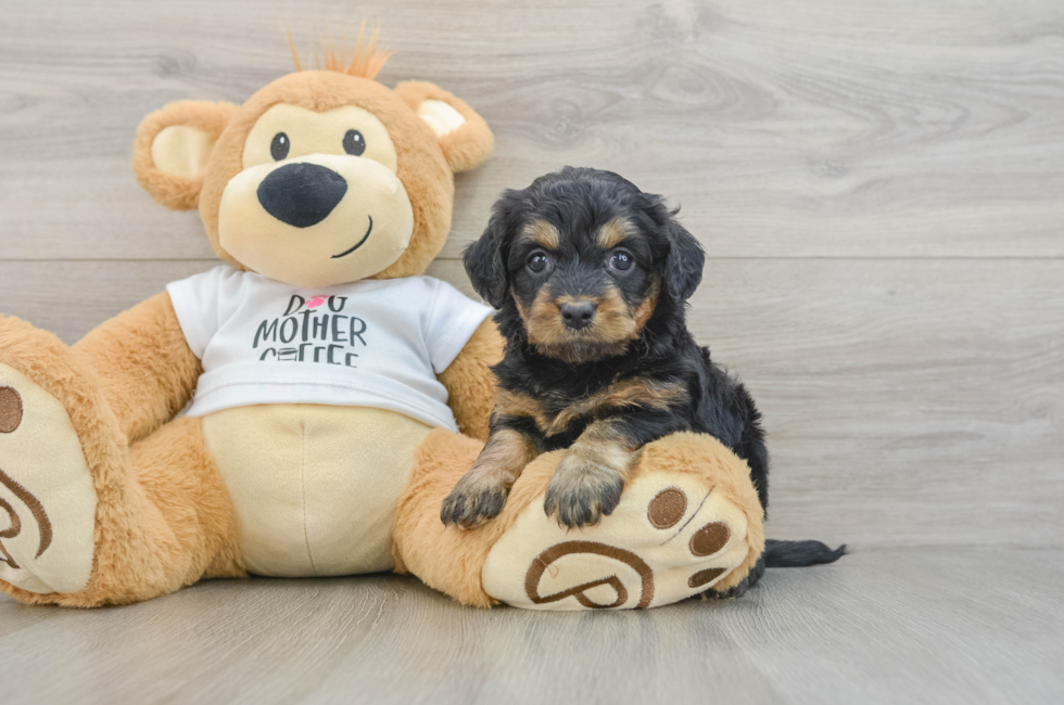 5 week old Cockapoo Puppy For Sale - Seaside Pups